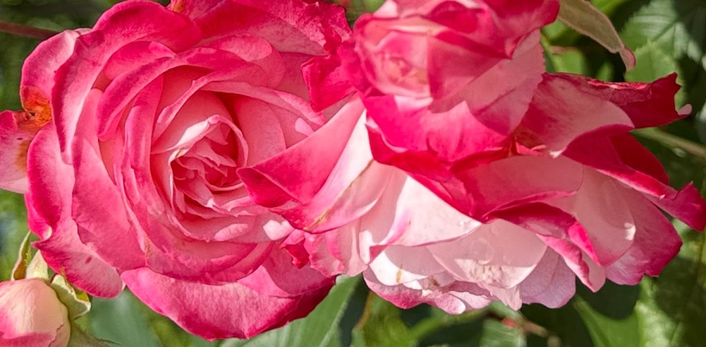 Nostradamus and The Rose&nbsp;Cure